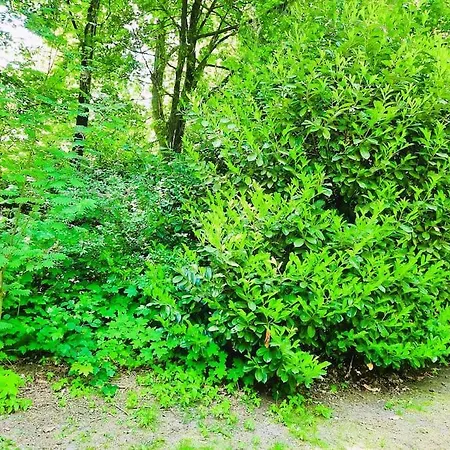 Chalet Veluwe Flow I Genieten Nabij Bos *